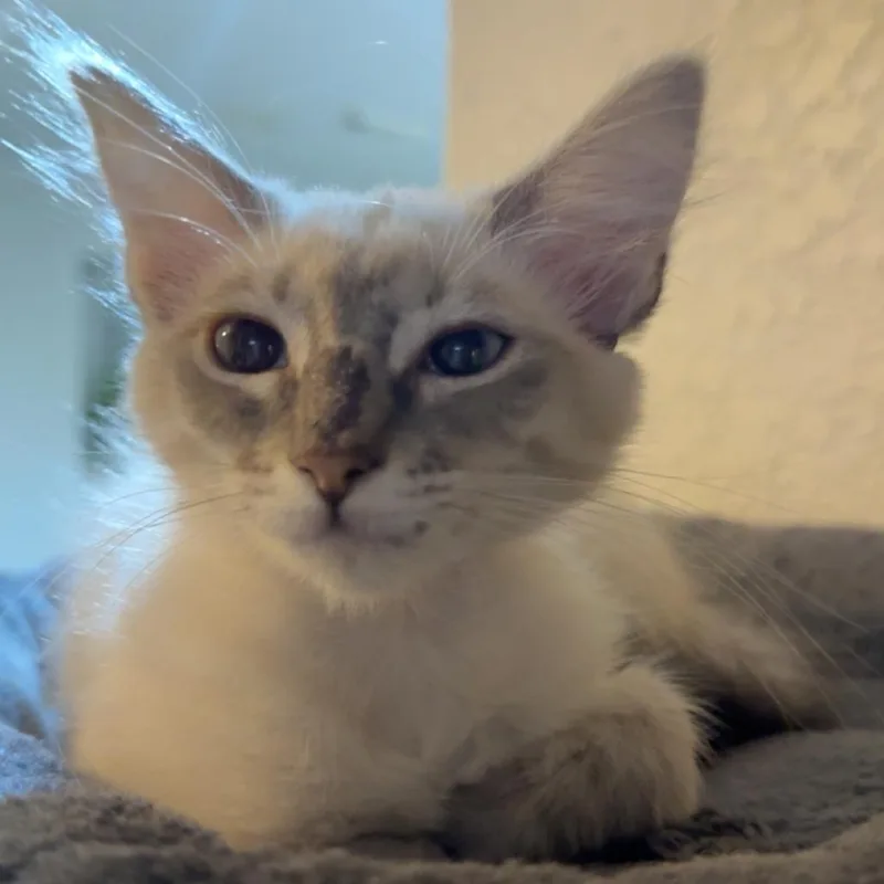 A baby small-sized female Cream / Ivory Domestic Short Hair cat named Magnolia for adoption in Houston, TX