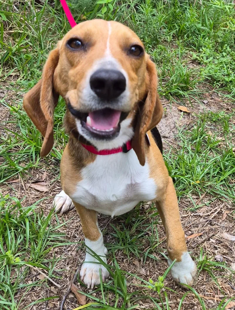 An adult small-sized male Beagle dog named Tadpole for adoption in Dunnellon, FL