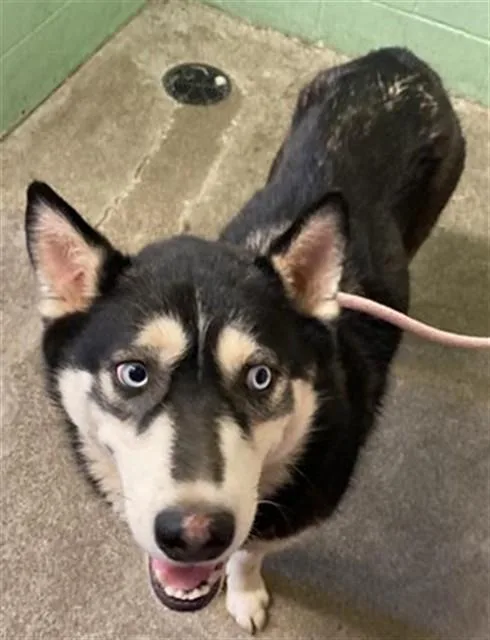 An adult large-sized female Husky dog named Luka for adoption in Sacramento, CA
