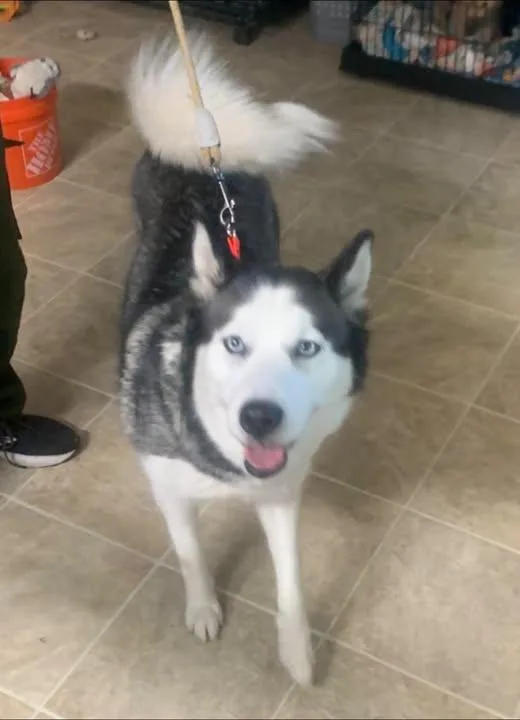 An adult medium-sized female Gray / Blue / Silver Husky dog named Mishka for adoption in Marseilles, IL