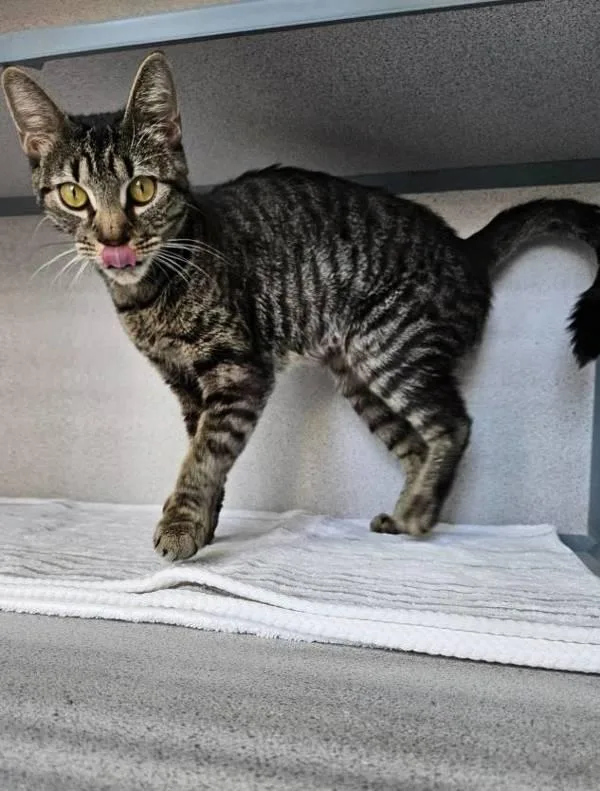 A young medium-sized female Domestic Short Hair cat named Milan for adoption in Skillman, NJ
