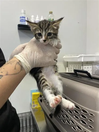 A baby small-sized female Domestic Short Hair cat named Doritos Locos for adoption in West Chester, PA