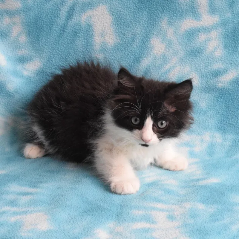 A baby small-sized male Black Domestic Long Hair cat named Bryce for adoption in Eureka, CA
