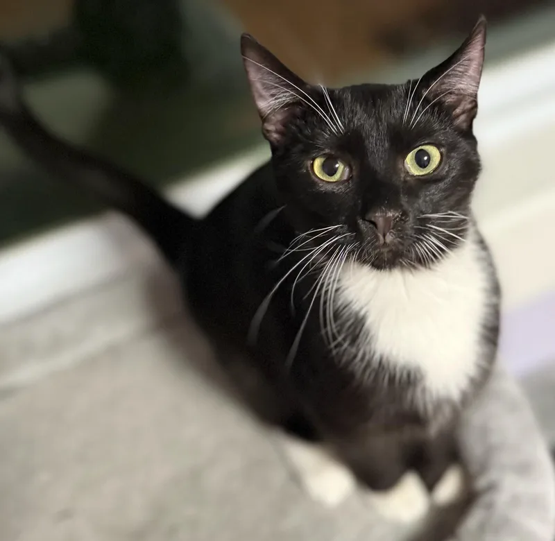 A baby small-sized male Black & White / Tuxedo Domestic Medium Hair cat named Marvin for adoption in Calera, AL