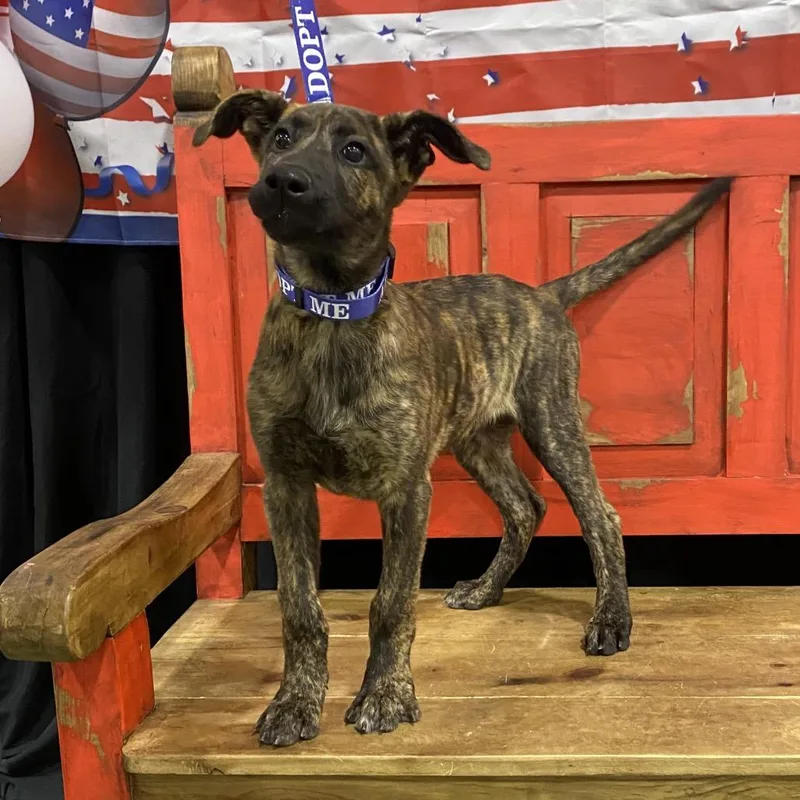 A young medium-sized male Brindle Mixed Breed dog named Fwt Tyler for adoption in Midland, TX