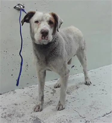 An adult large-sized male Labrador Retriever dog named Tobias for adoption in Houston, TX