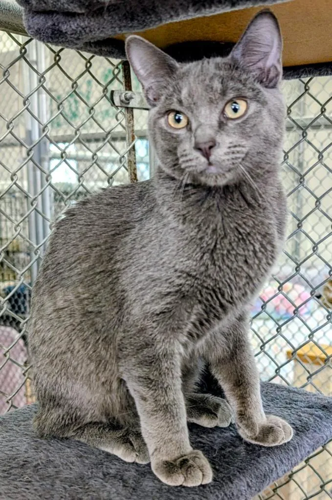 A baby medium-sized male Domestic Short Hair cat named Lost for adoption in Peoria, AZ
