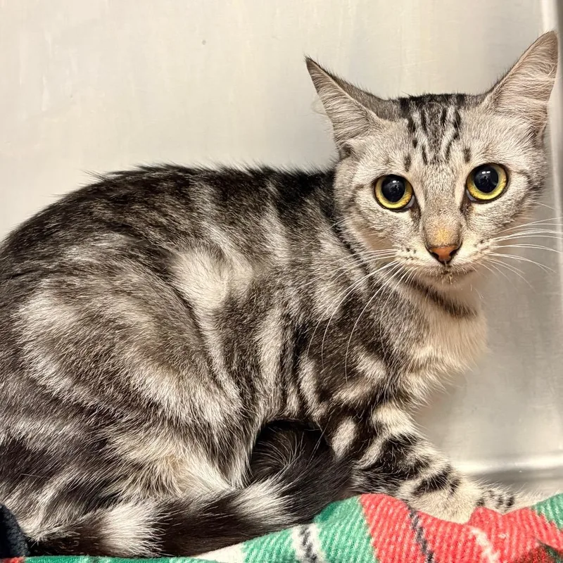 A young medium-sized female Gray / Blue / Silver Domestic Short Hair cat named Apple for adoption in West Palm Beach, FL