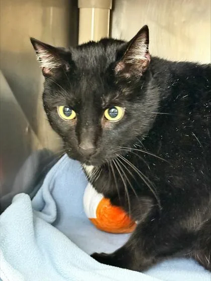 An adult extra large-sized male Domestic Short Hair cat named Cameron for adoption in Madison, NJ