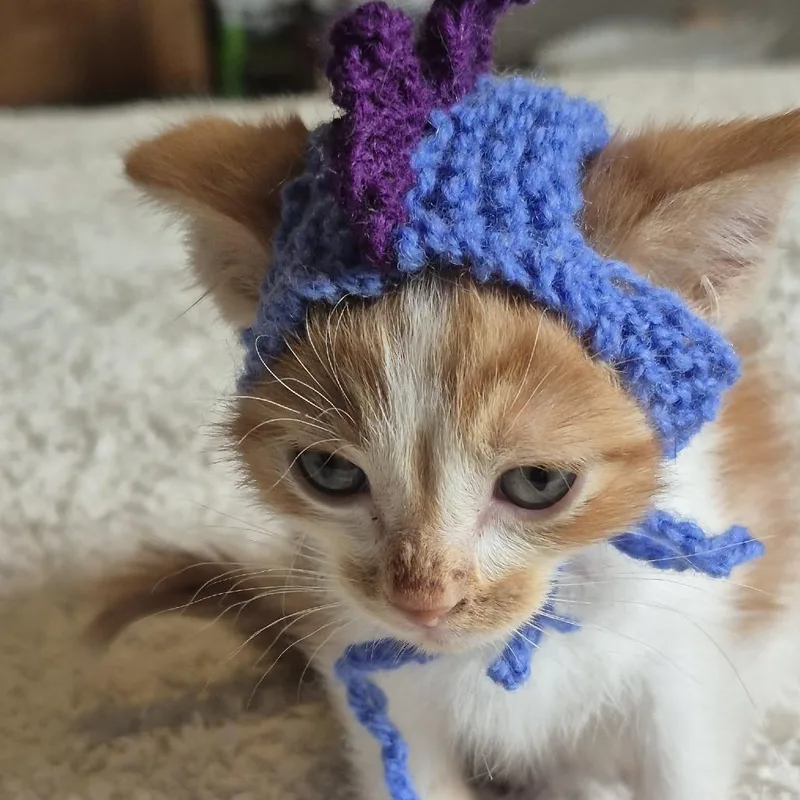 A baby small-sized male Orange / Red Domestic Short Hair cat named Elmer Fudd for adoption in Buffalo, MN