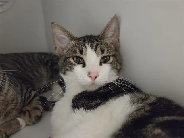 A young medium-sized male Domestic Short Hair cat named Snowball for adoption in Kent, WA