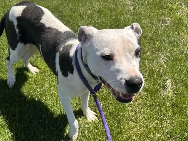 A young small-sized male Pit Bull Terrier dog named Boosie for adoption in Albuquerque, NM