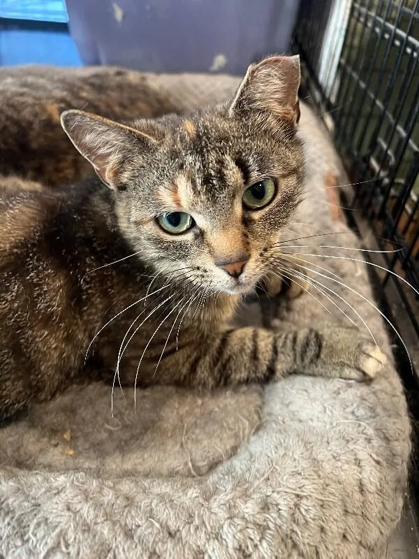 A young medium-sized female Tabby (Brown / Chocolate) Domestic Short Hair cat named Lila for adoption in Colmar, PA