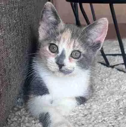 A baby small-sized female Domestic Short Hair cat named Jupiter for adoption in Wheaton, IL