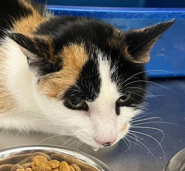 A young small-sized female Domestic Short Hair cat named Calcal Ann for adoption in Golden, CO