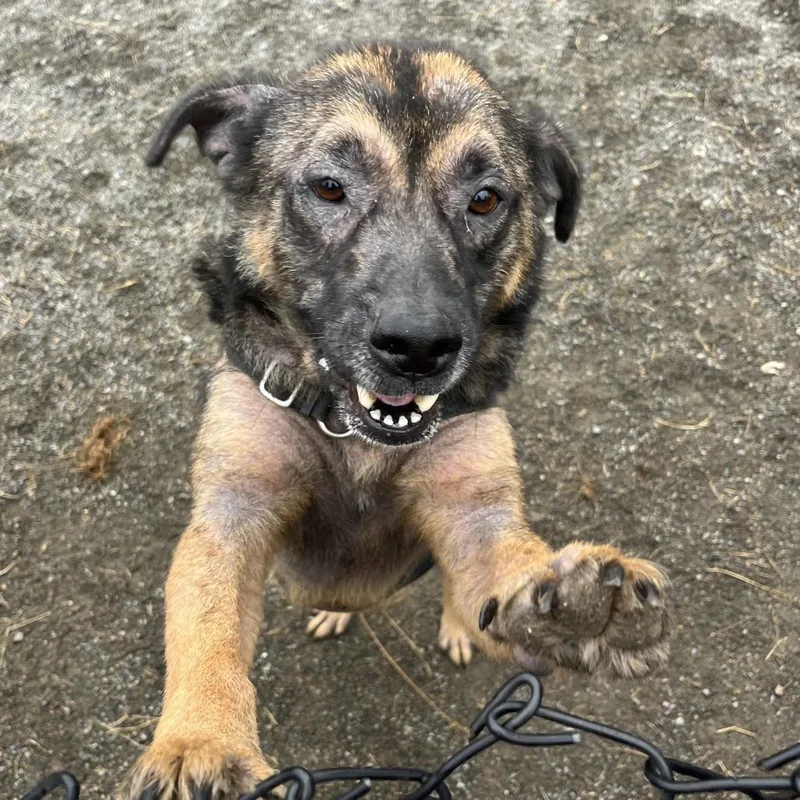 An adult large-sized male German Shepherd Dog dog named Jeter for adoption in Tacoma, WA