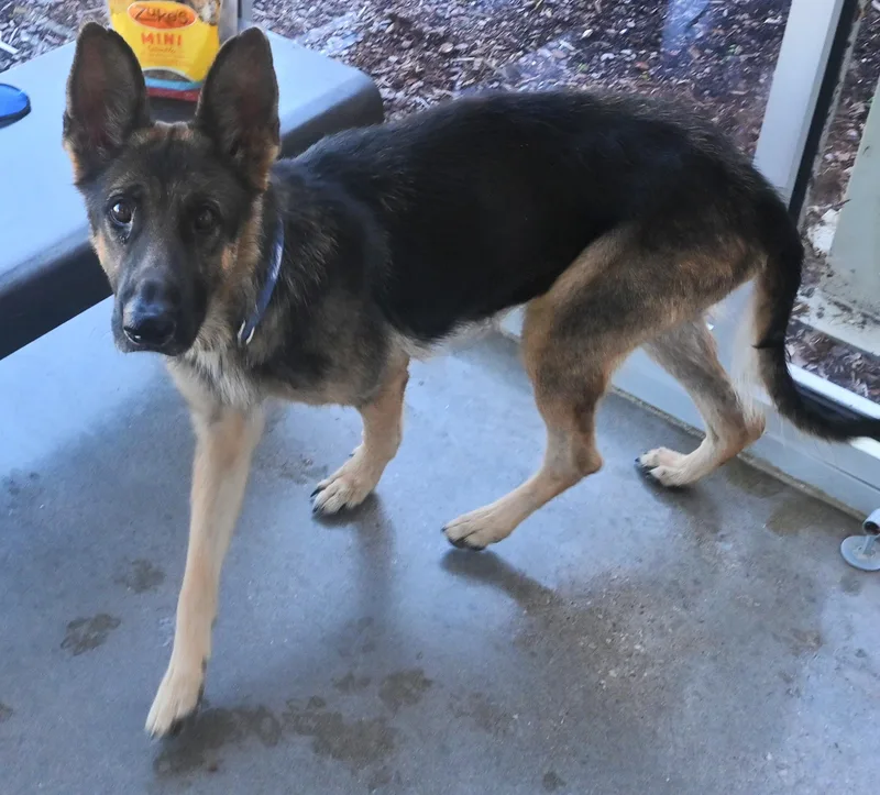 An adult large-sized female German Shepherd Dog dog named 22771 for adoption in Broken Arrow, OK