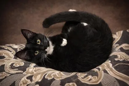 A baby small-sized male Domestic Short Hair cat named Pepper Jack for adoption in Wilkesboro, NC