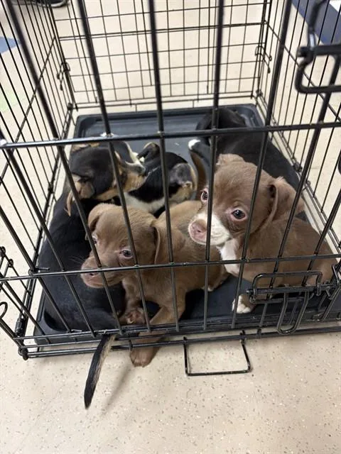A baby small-sized female Chihuahua dog named Sheila for adoption in Fort Wayne, IN