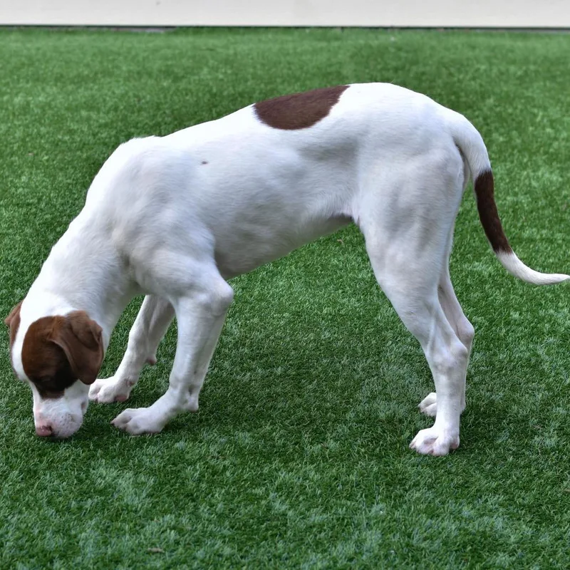 A young medium-sized male White / Cream Mixed Breed dog named Spots for adoption in Ottawa, KS