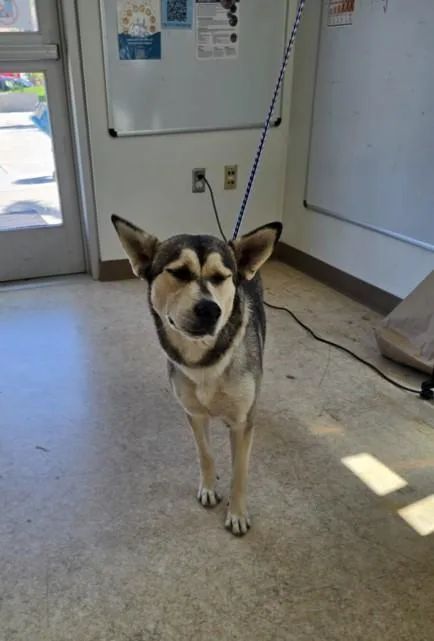 A young large-sized female Husky dog named Stacy for adoption in San Pedro, CA
