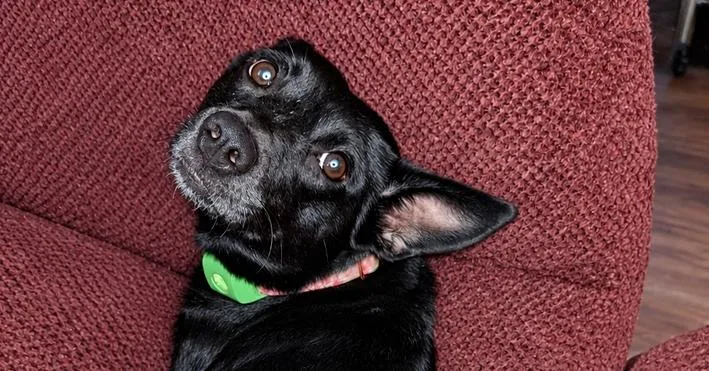 A young medium-sized female Mixed Breed dog named Bella for adoption in White River Junction, VT