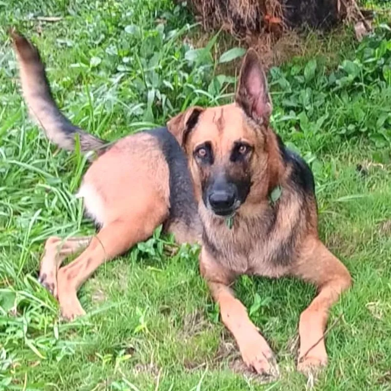 A young medium-sized male Tricolor (Brown, Black, & White) German Shepherd Dog dog named Bruno Uno "your Number for adoption in New York, NY