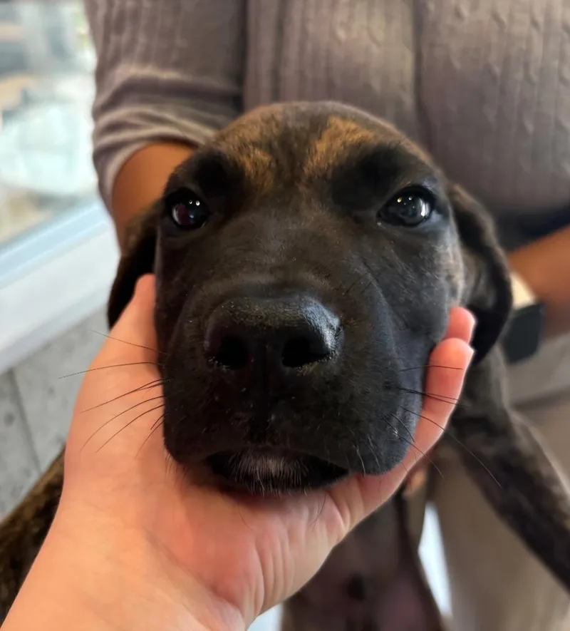 A baby medium-sized male Mixed Breed dog named Dexter for adoption in Bossier City, LA