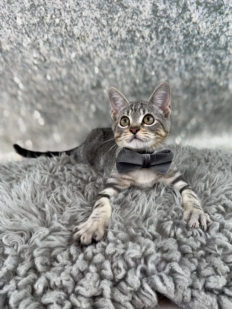 A baby small-sized male Gray / Blue / Silver Tabby cat named Dill for adoption in Houston, TX
