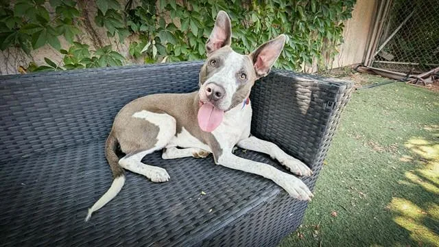 A young small-sized male Pit Bull Terrier dog named Rock for adoption in Oklahoma City, OK