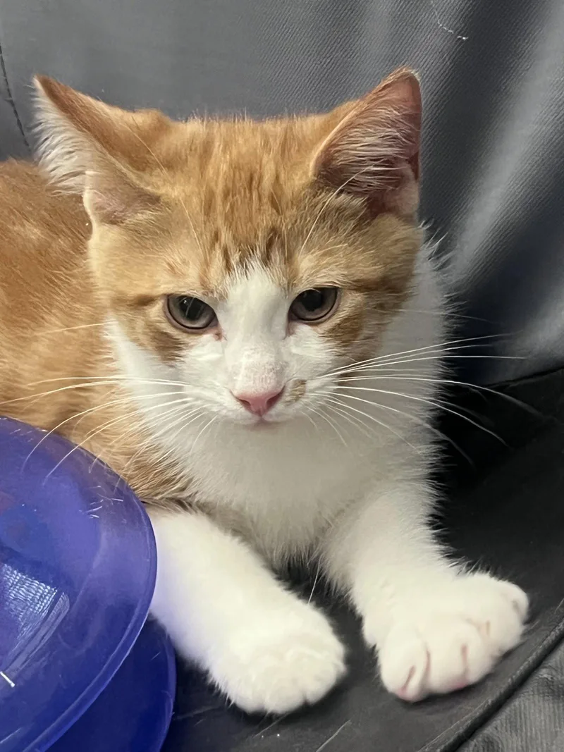 A young medium-sized male Orange & White Domestic Short Hair cat named Butter for adoption in Spring Lake, NJ