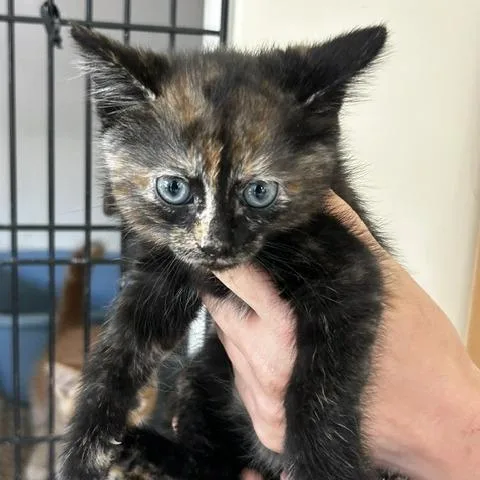 A baby small-sized female Torbie American Shorthair cat named Lupe for adoption in Poplar Bluff, MO