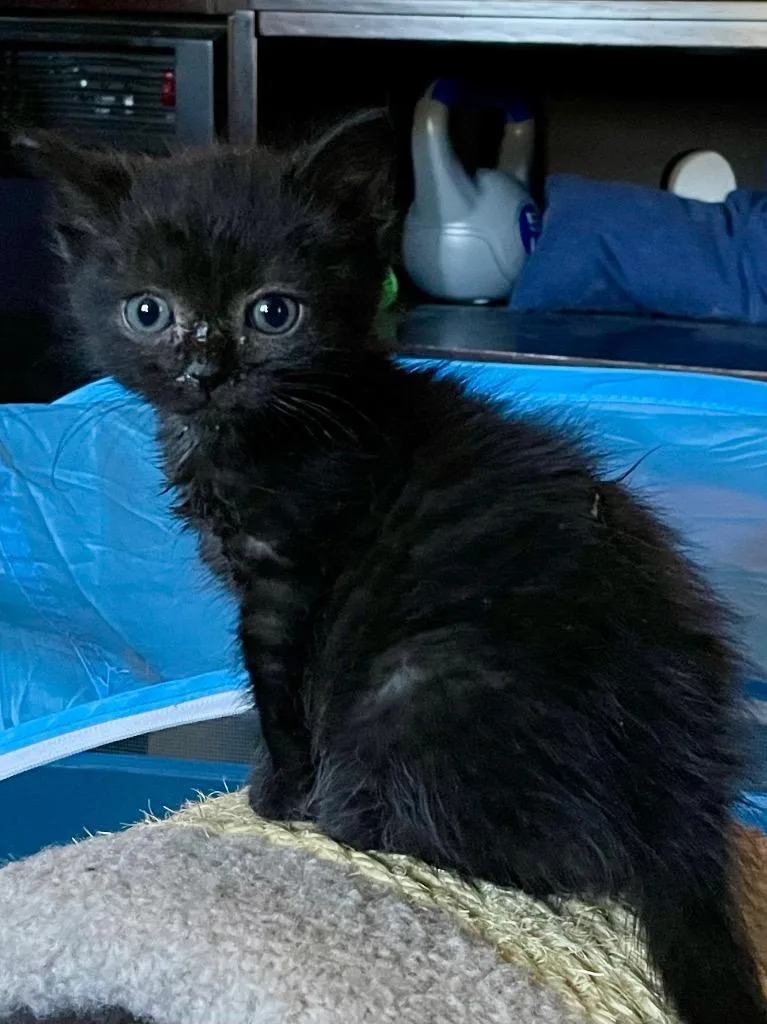 A baby small-sized male Domestic Short Hair cat named Sato for adoption in Newaygo, MI