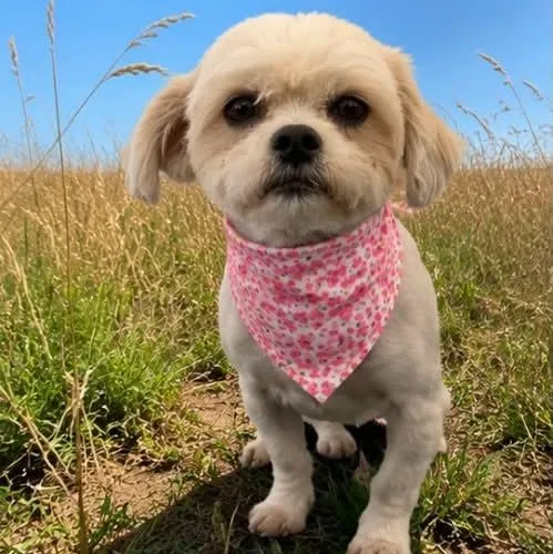 A young small-sized female Gray / Blue / Silver Poodle dog named Mandy And Mindy for adoption in Kaufman, TX