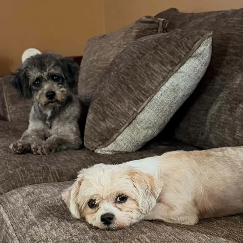 Mandy And Mindy thumbnail 5