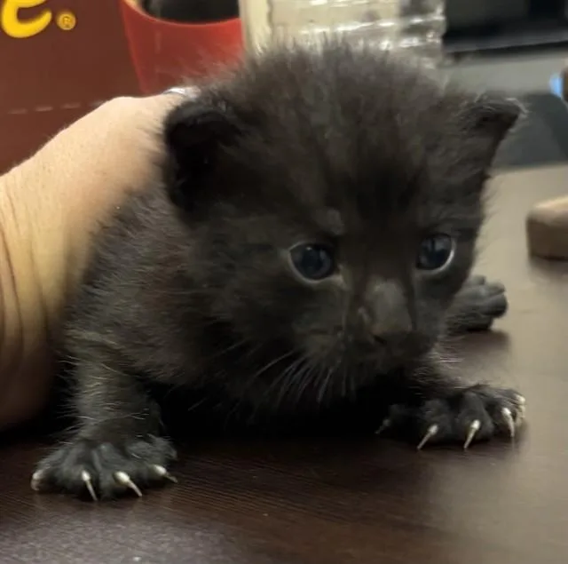 A baby small-sized male Domestic Short Hair cat named Wilbur Wright for adoption in Corpus Christi, TX