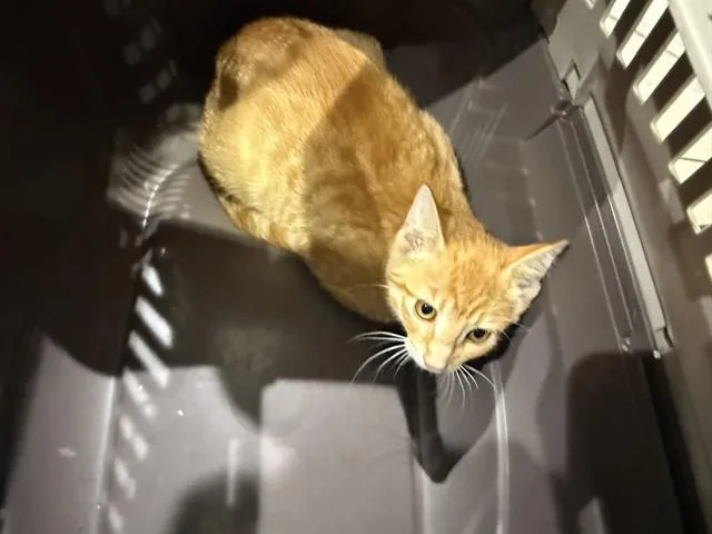 A baby small-sized female Domestic Short Hair cat named Ginger for adoption in Garland, TX