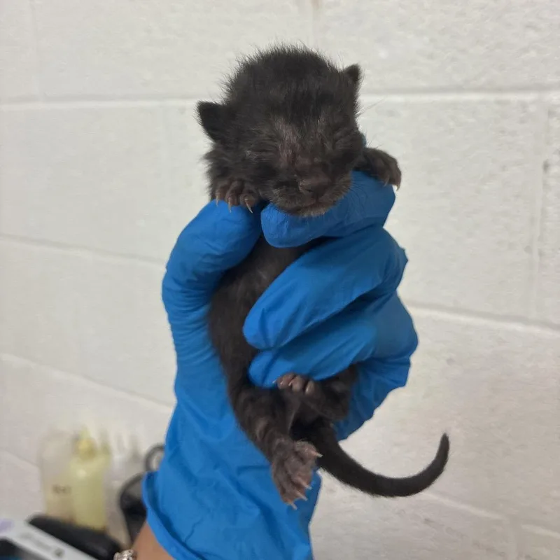 A baby small-sized male Black Domestic Short Hair cat named Galaxy G for adoption in Edinburg, TX