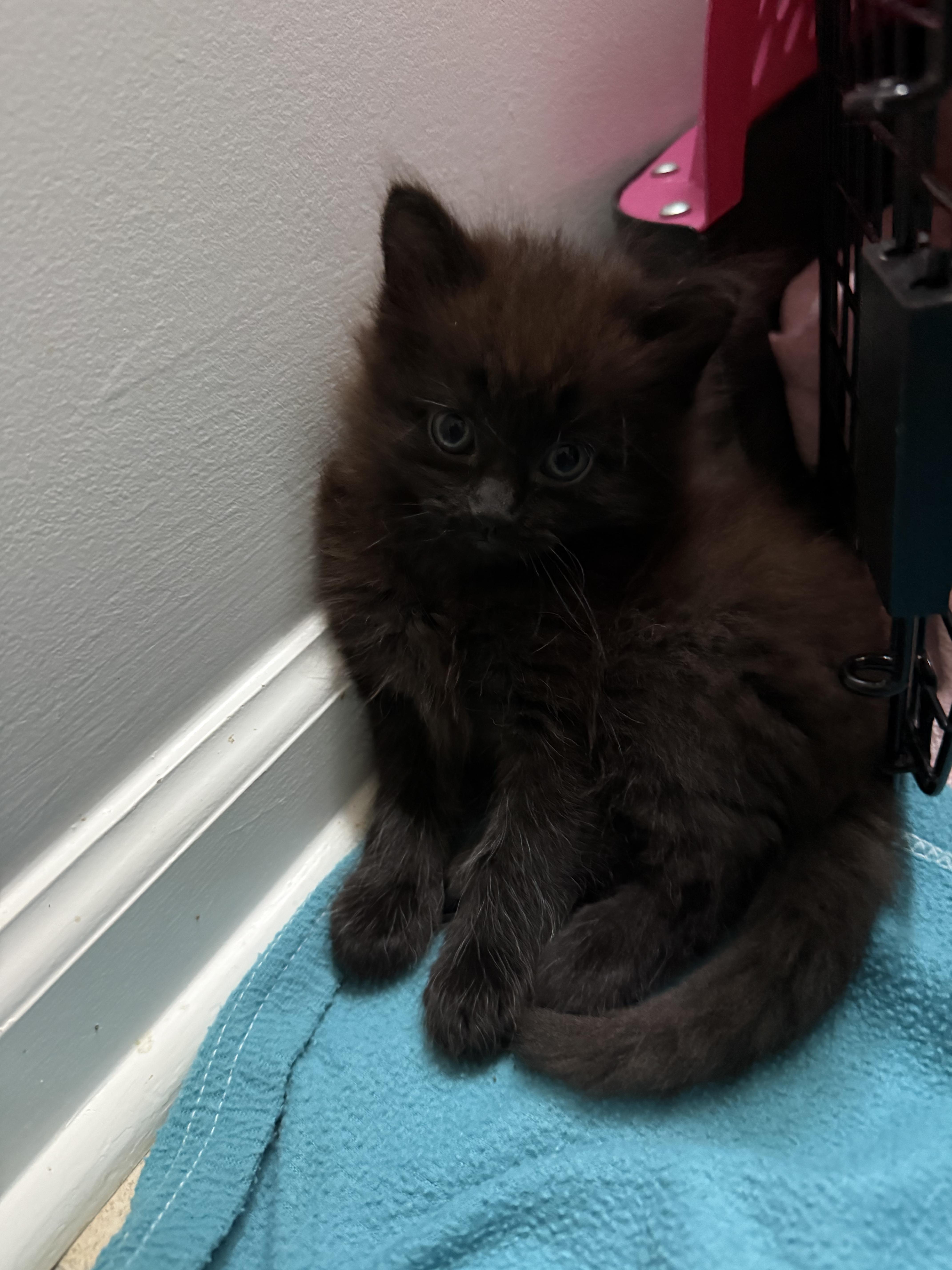 A baby medium-sized male Black Domestic Medium Hair cat named Donald Duck for adoption in Marvin, NC