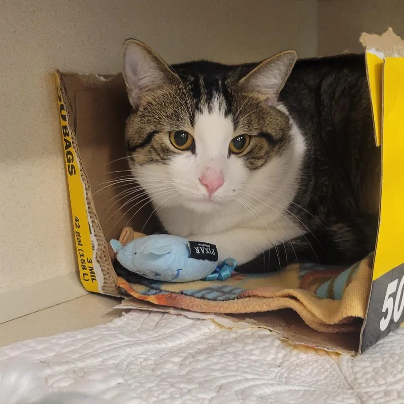 A young large-sized male Brown / Chocolate Domestic Short Hair cat named Egg Salad for adoption in Wheeling, IL