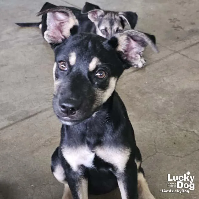 A baby large-sized female Shepherd dog named Fay for adoption in Washington, DC