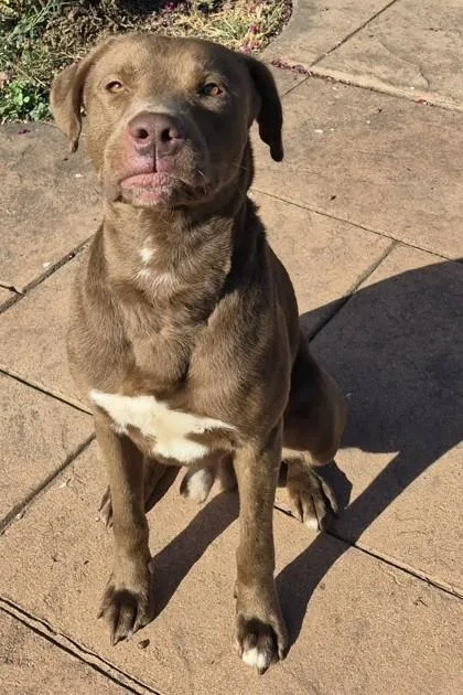 A young large-sized male Retriever dog named Rex for adoption in Shreveport, LA