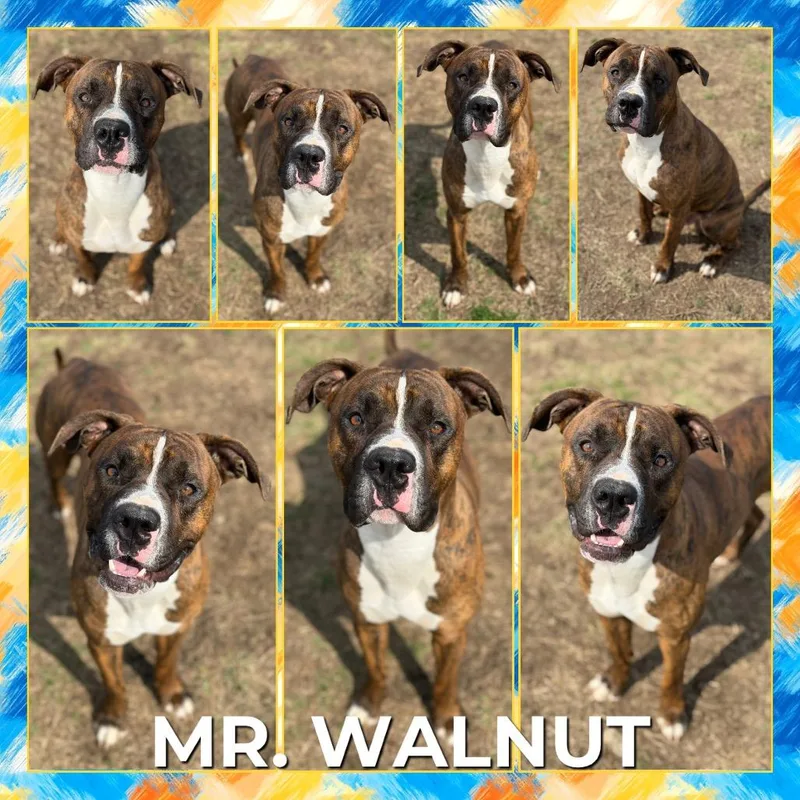 Mr. Walnut thumbnail 2