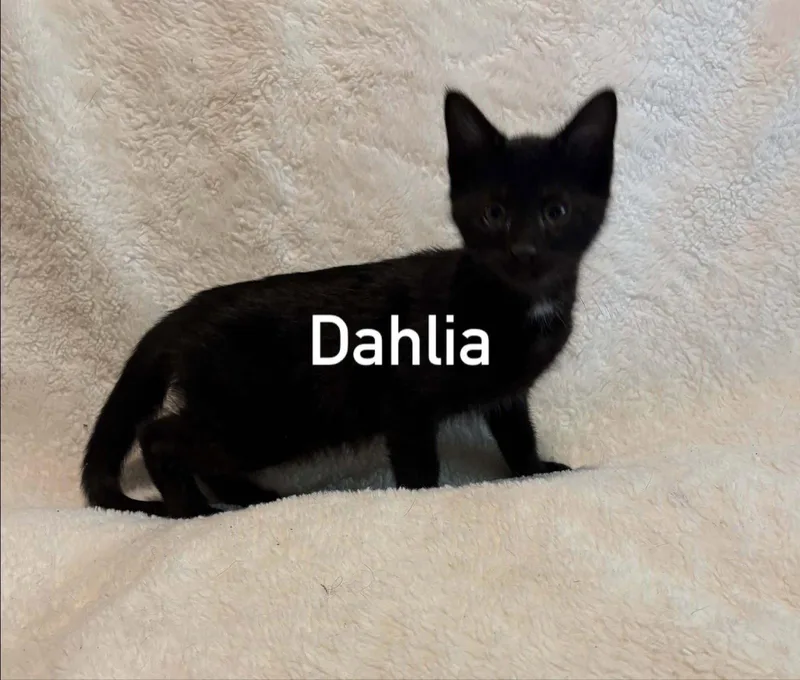 A baby medium-sized male Black Domestic Short Hair cat named Dahlia for adoption in Morehead, KY