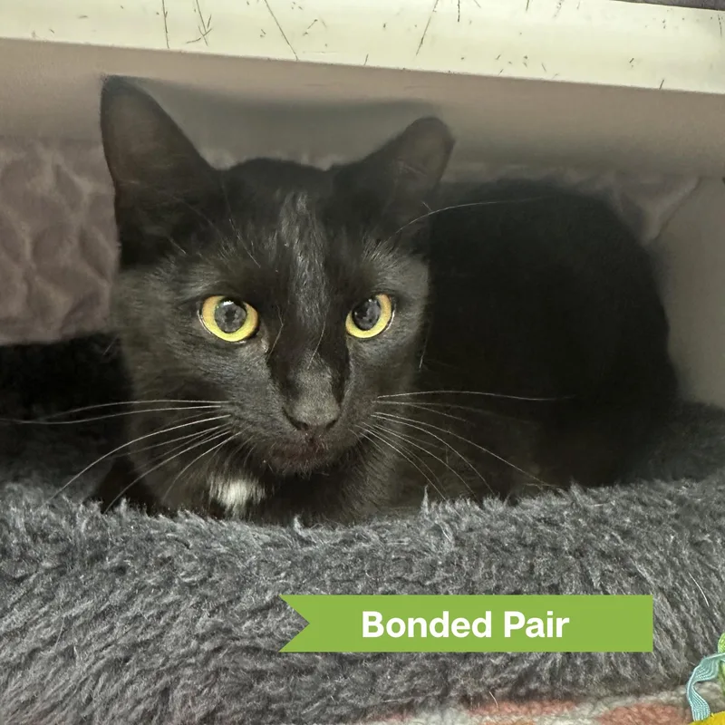 An adult large-sized male Domestic Short Hair cat named Moon for adoption in Reisterstown, MD