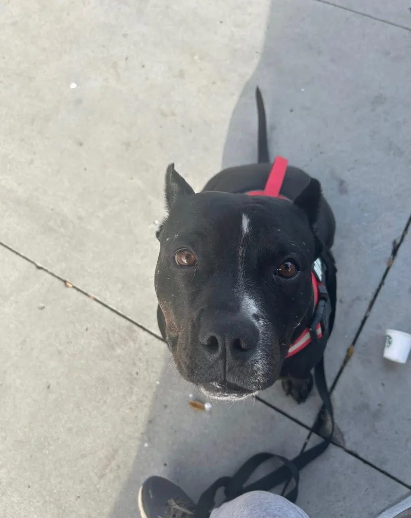 An adult large-sized female American Bully dog named Lola for adoption in Coarsegold, CA