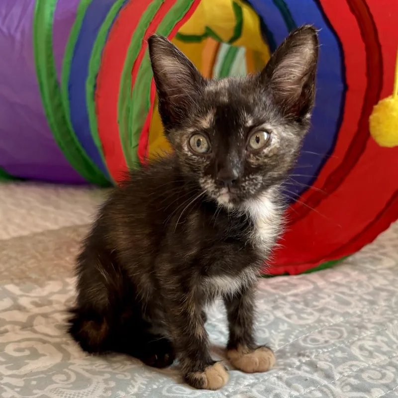 A baby small-sized female Black Domestic Short Hair cat named Nina for adoption in Vieques, PR