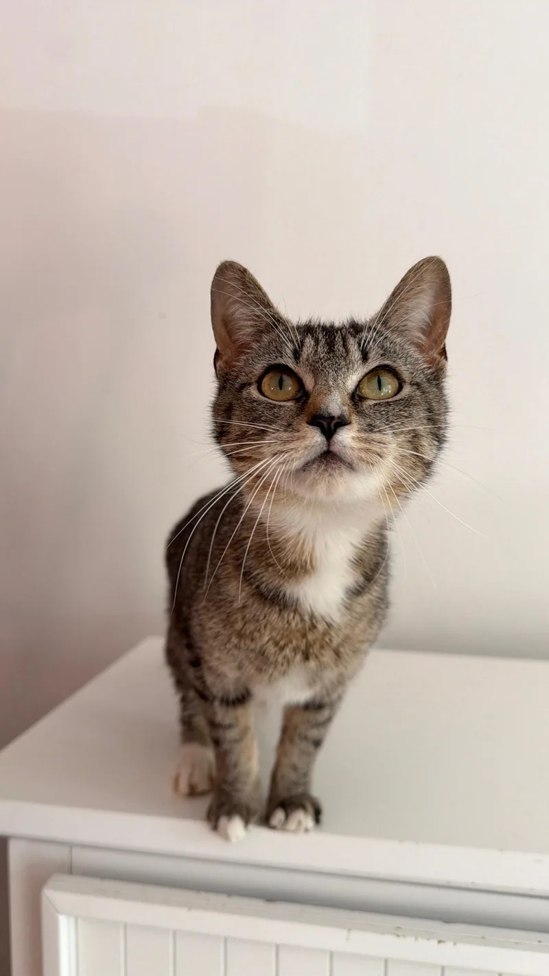 A young medium-sized female Tabby (Brown / Chocolate) Tabby cat named Winnie for adoption in New York, NY
