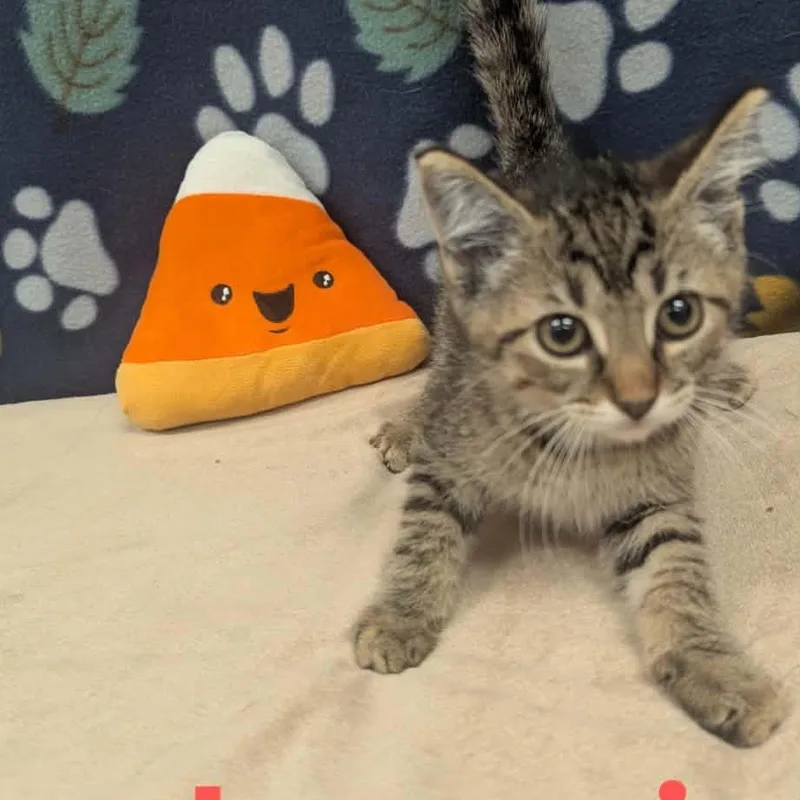 A baby medium-sized female Tabby (Tiger Striped) Domestic Short Hair cat named Journi for adoption in Logan, OH