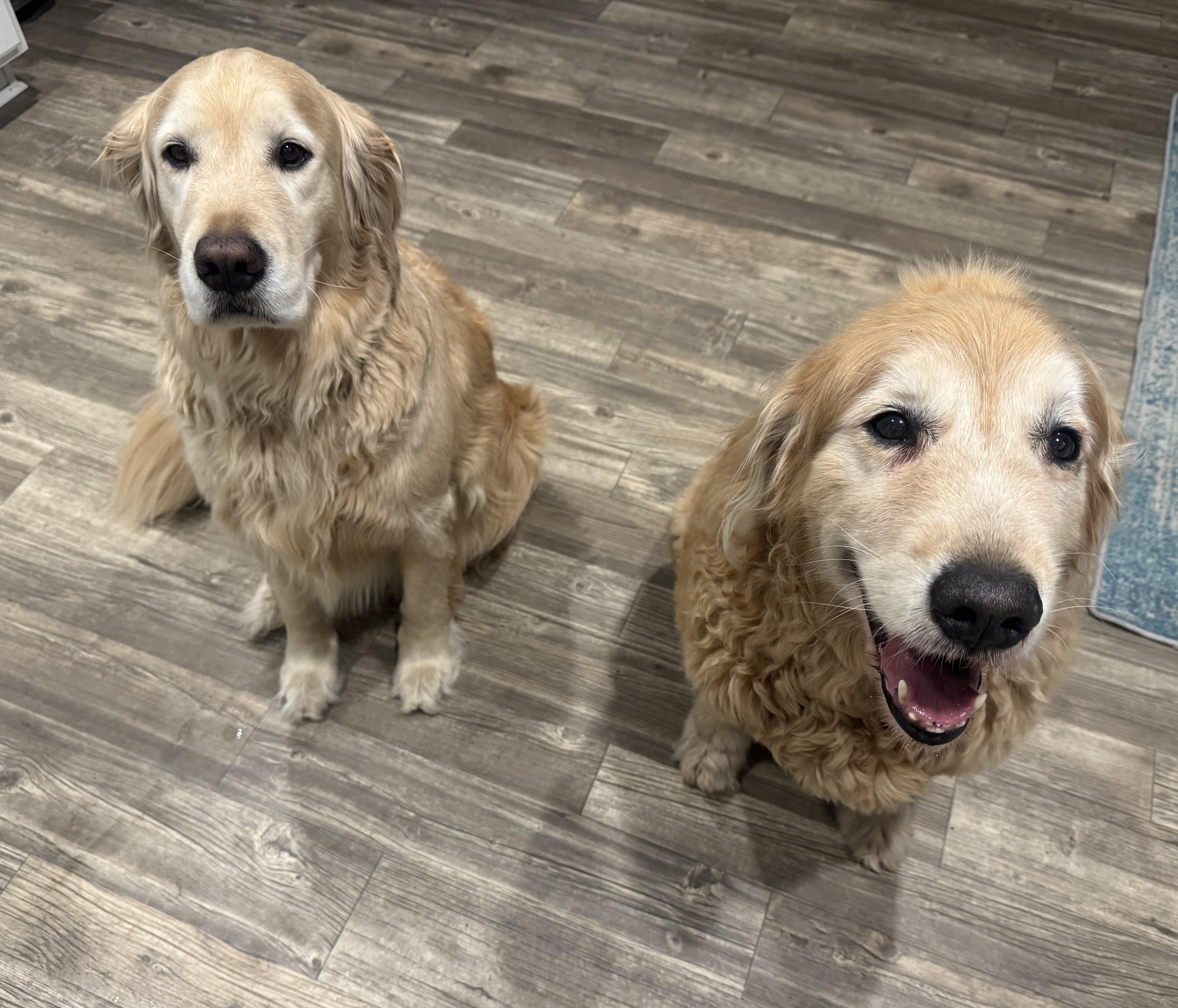 A senior large-sized male Golden Goldendoodle dog named Scooter for adoption in Calabash, NC